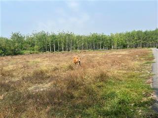 Bán đất tại đường cây gõ, xã an nhơn tây, huyện củ chi, 21,6 tỷ, 1200m2