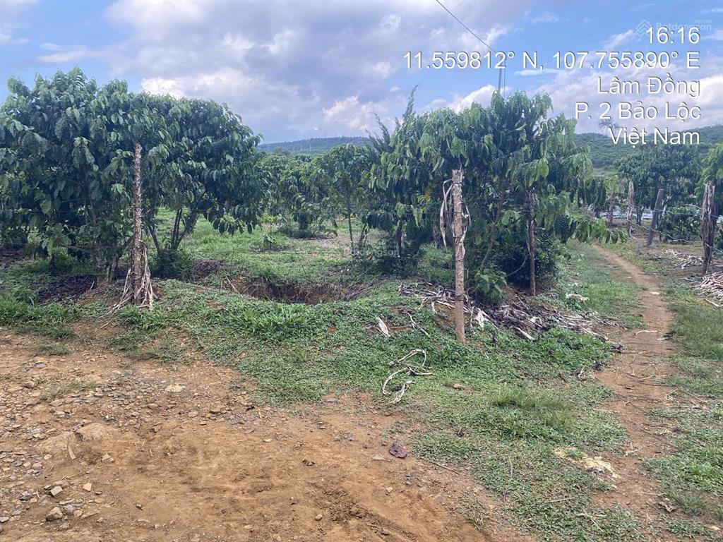 Bán gấp đất 15.945,2 m2 tại phường 2, thành phố bảo lộc, lâm đồng