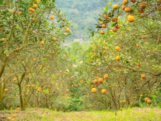 Bán đất vườn bưởi "vàng" trong khu farmstay tại thung nai, hòa bình  sẵn sàng kinh doanh homestay