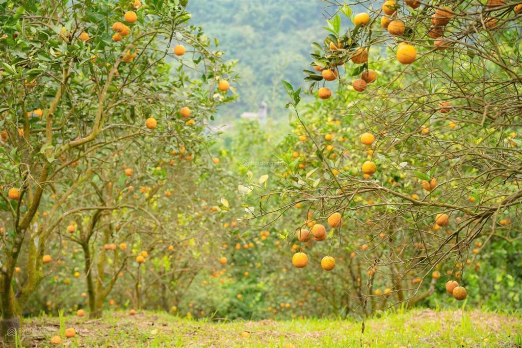 Chính chủ bán lô đất trong khu du lịch trong diện tích 9000m2, phù hợp làm nhà vườn