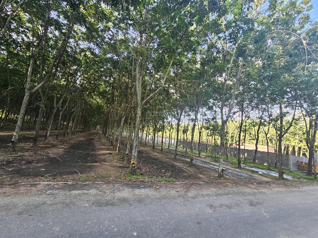 Bán đất ở và vườn diện tích lớn, đầy đủ tiện nghi đèn điện nước, sẵn vườn cao su, tp. hồ chí minh