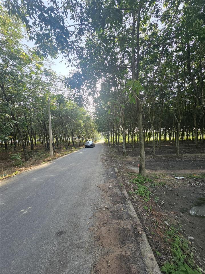 Bán đất ở và vườn diện tích lớn, đầy đủ tiện nghi đèn điện nước, sẵn vườn cao su, tp. hồ chí minh