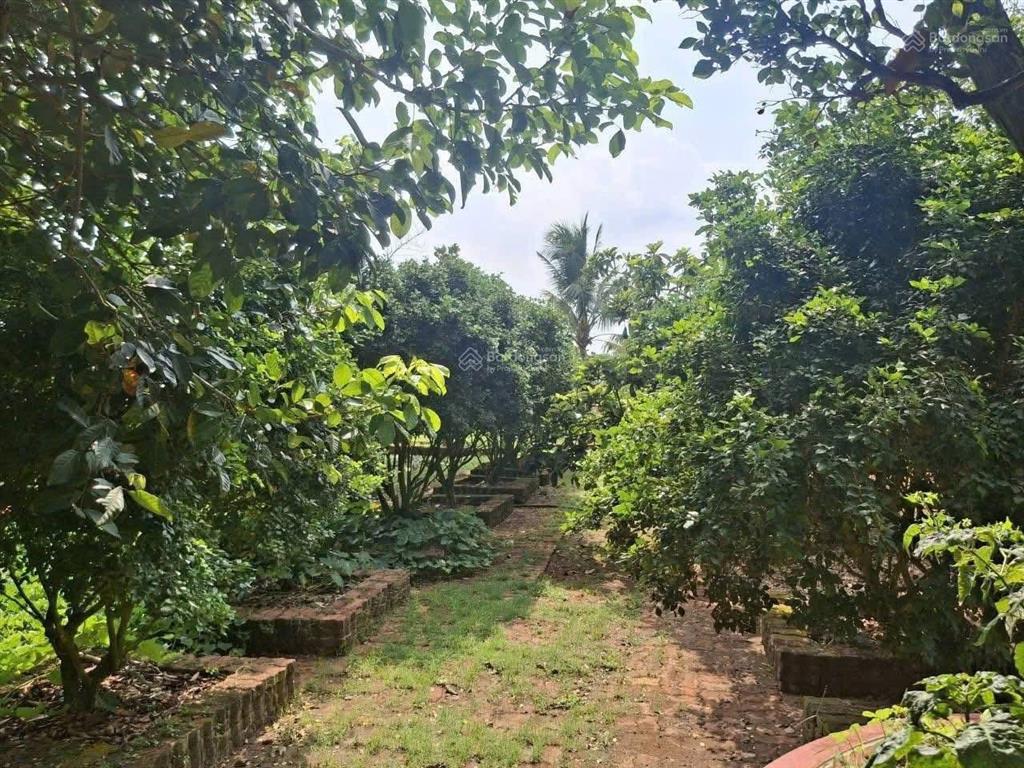 Chủ mắc nợ cần bán gấp mảnh vườn có sẵn cây ăn trái trừ văn thố 528m2. trên vườn có sẵn nhà cấp 4