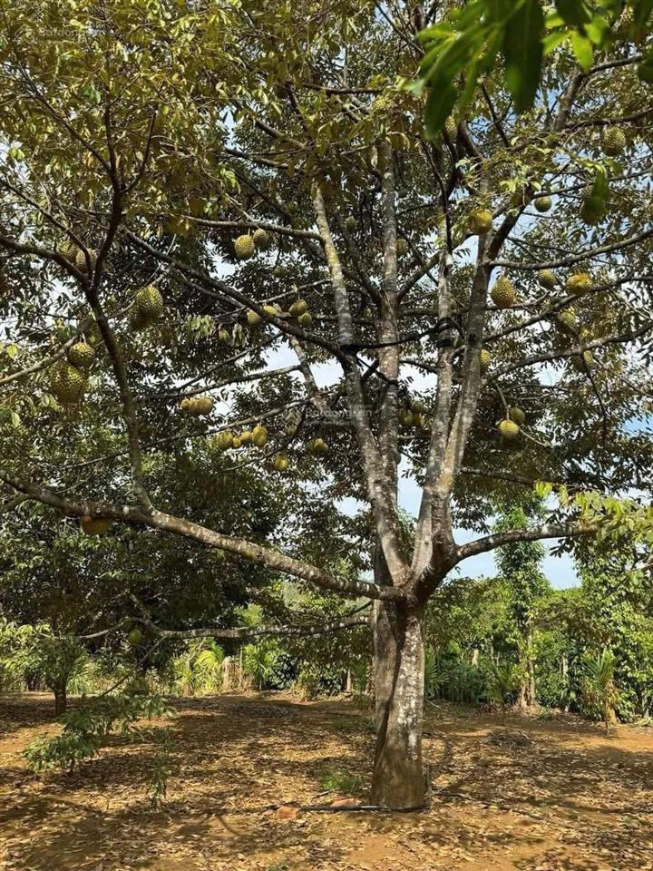 Chủ mắc nợ cần bán gấp mảnh vườn có sẵn cây ăn trái trừ văn thố 528m2. trên vườn có sẵn nhà cấp 4