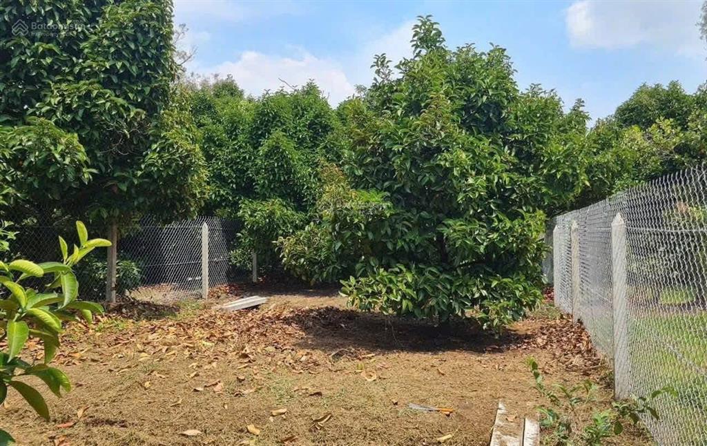 Hiếm! sở hữu mảnh vườn hơn 500m2 trừ văn thố  bàu bàng. trên đất có cây ăn trái  shr