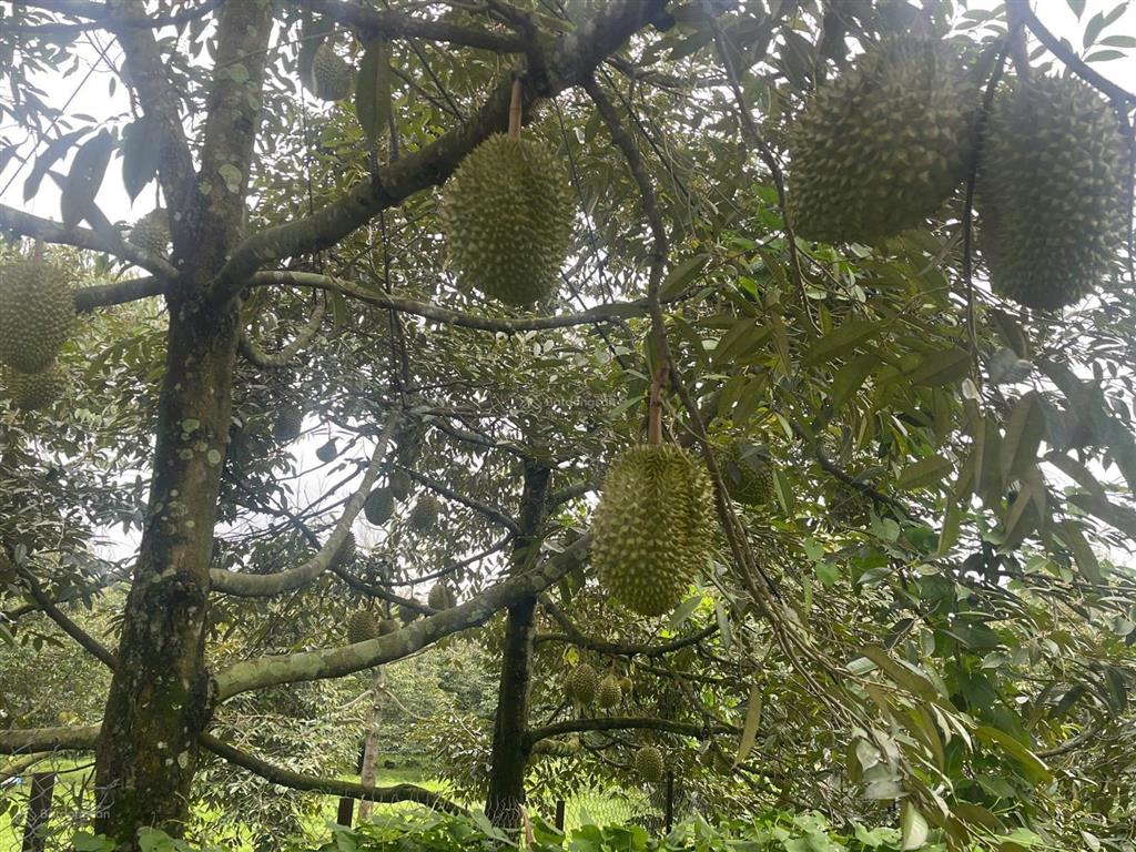 Gần 1 sào sầu riêng, đất đỏ, sầu riêng đang cho thu hoạch giá trị cao.