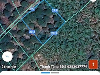 Gần 1 sào sầu riêng, đất đỏ, sầu riêng đang cho thu hoạch giá trị cao.