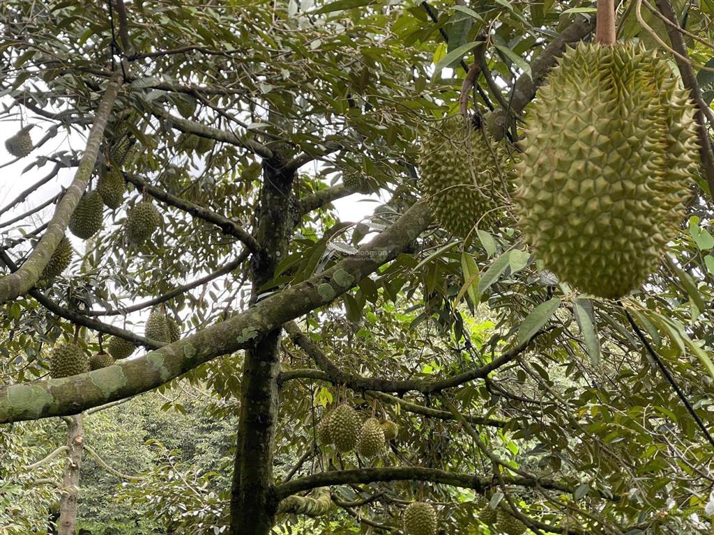 Gần 1 sào sầu riêng, đất đỏ, sầu riêng đang cho thu hoạch giá trị cao.