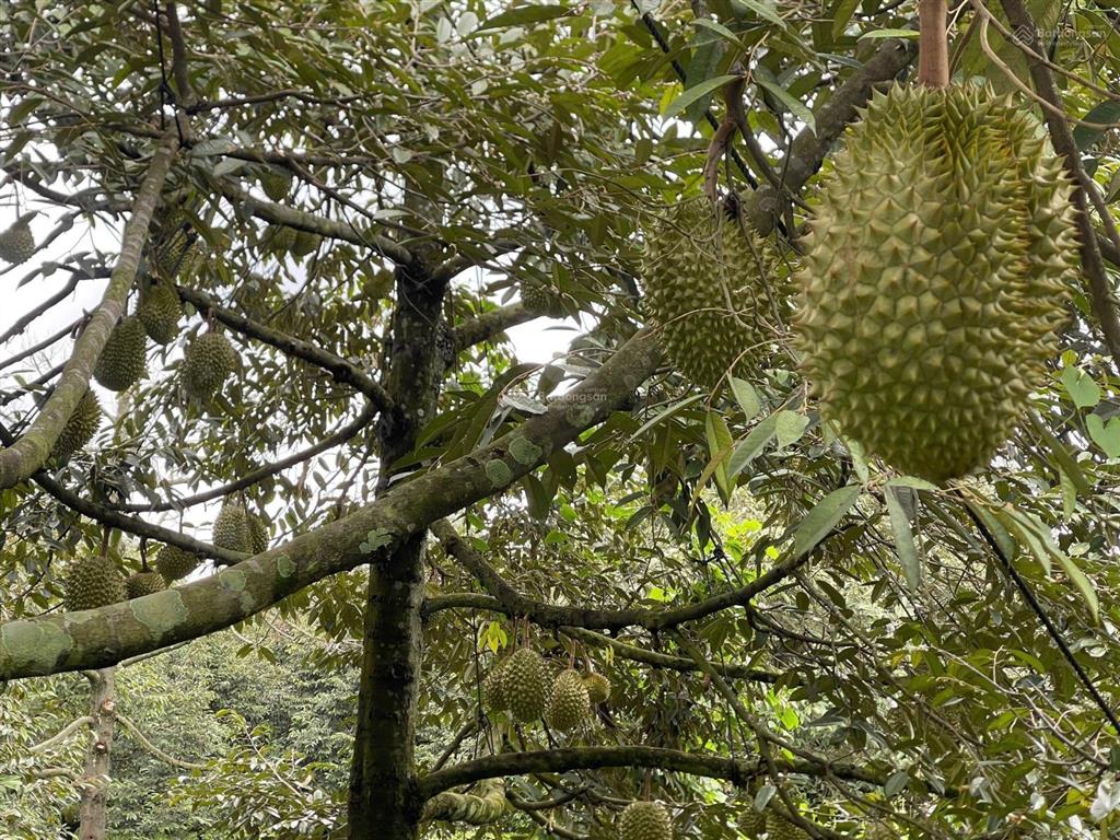 Gần 1 sào sầu riêng, đất đỏ, sầu riêng đang cho thu hoạch giá trị cao.