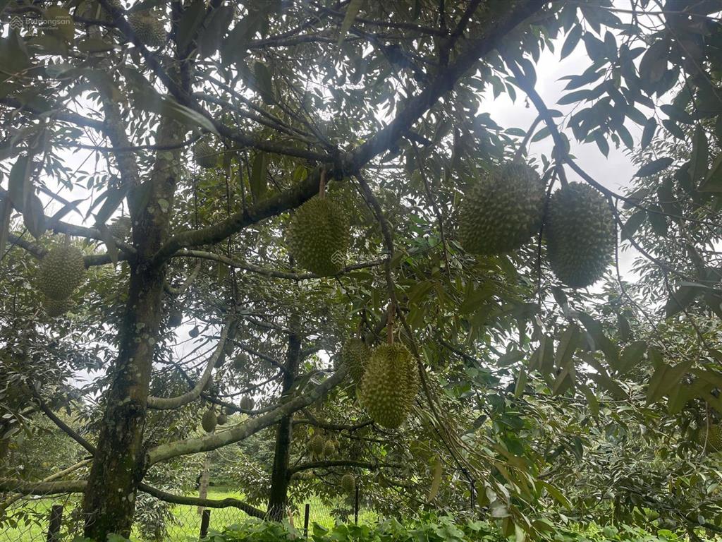 Gần 1 sào sầu riêng, đất đỏ, sầu riêng đang cho thu hoạch giá trị cao.