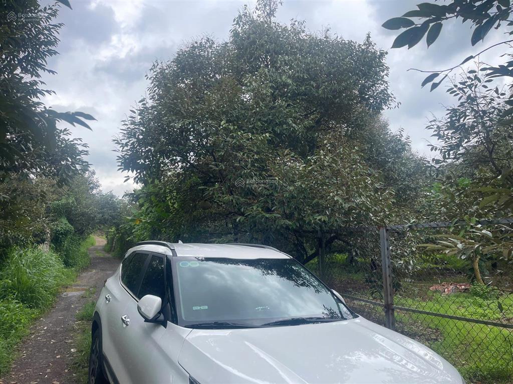 Gần 1 sào sầu riêng, đất đỏ, sầu riêng đang cho thu hoạch giá trị cao.