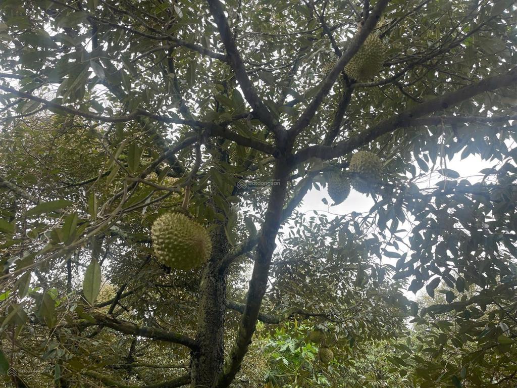 Gần 1 sào sầu riêng, đất đỏ, sầu riêng đang cho thu hoạch giá trị cao.