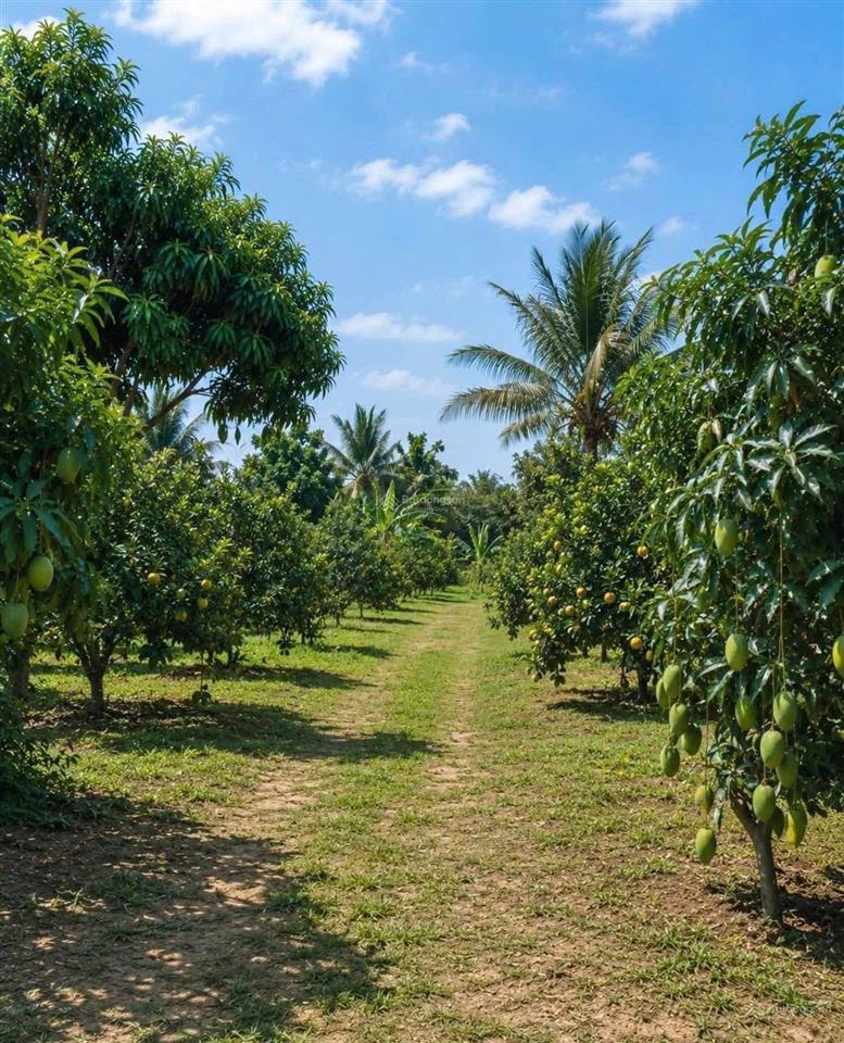 Đất vườn 500m2 có sẵn nhà cấp 4 ở trừ văn thố bàu bàng  shr. gần chợ trừ văn thố