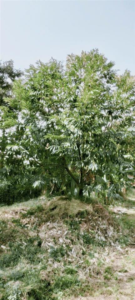 Đất trồng sầu riêng ô môncần thơ
