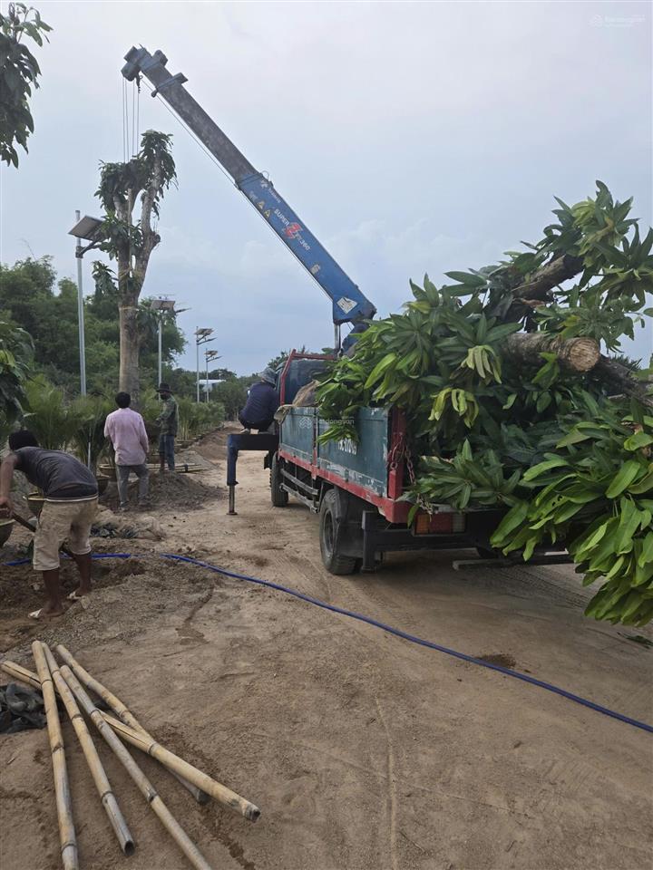 Chỉ 1,055 tỷ sở hữu ngay lô đất 100m2 full thổ cư, mt 5x20m, sẵn sổ tại tdp hoà do 7, bắc cam ranh