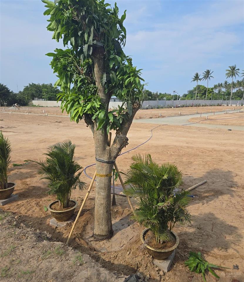 Chỉ 1,055 tỷ sở hữu ngay lô đất 100m2 full thổ cư, mt 5x20m, sẵn sổ tại tdp hoà do 7, bắc cam ranh