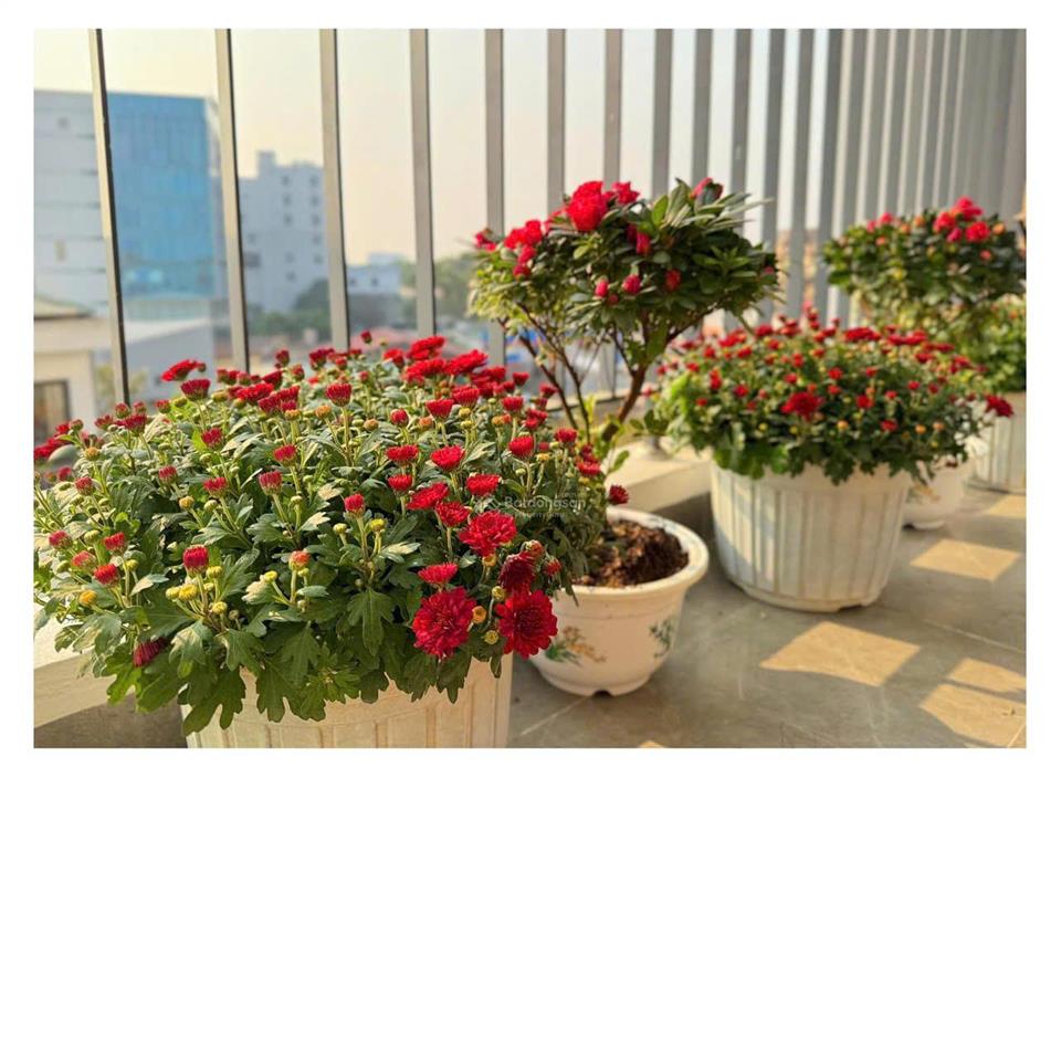 Căn hộ cao cấp ngọc hà center  đầu tư cho thuê mang dòng tiền đều từ 8  15 triệu/tháng