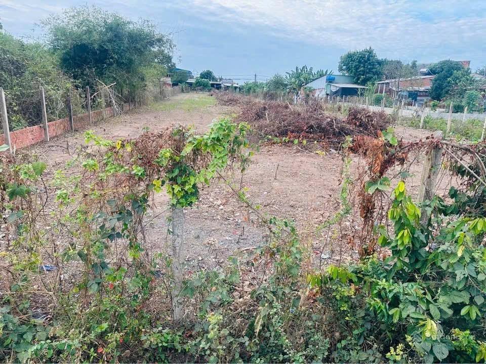 Bán đất tại bàu lách, 55 tỷ, 2177 m2, giá siêu hời!