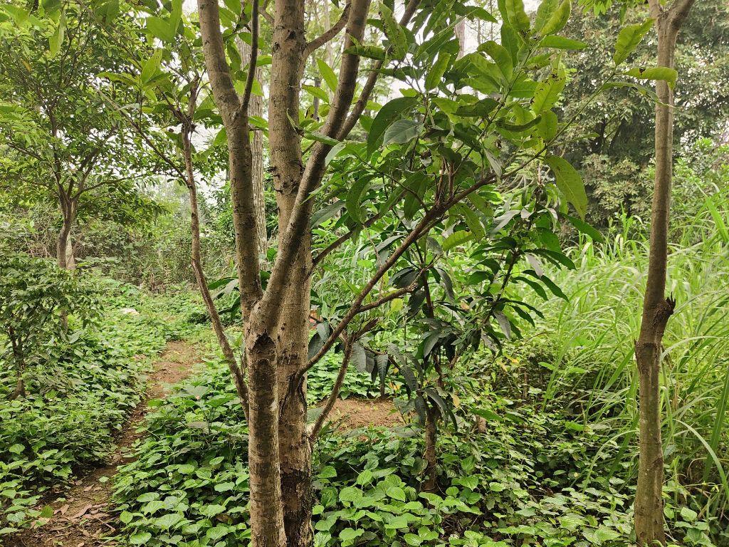 Chỉ hơn 5 triệu/m² – 502m² (170m² thổ cư) – Hoàng Văn Thụ, Chương Mỹ | View cánh đồng, có sẵn 2 nhà ở ngay