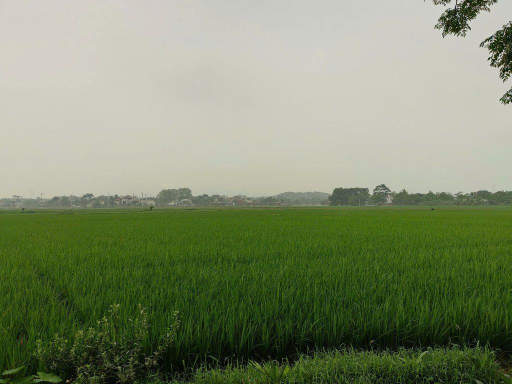 Chỉ hơn 5 triệu/m² – 502m² (170m² thổ cư) – Hoàng Văn Thụ, Chương Mỹ | View cánh đồng, có sẵn 2 nhà ở ngay