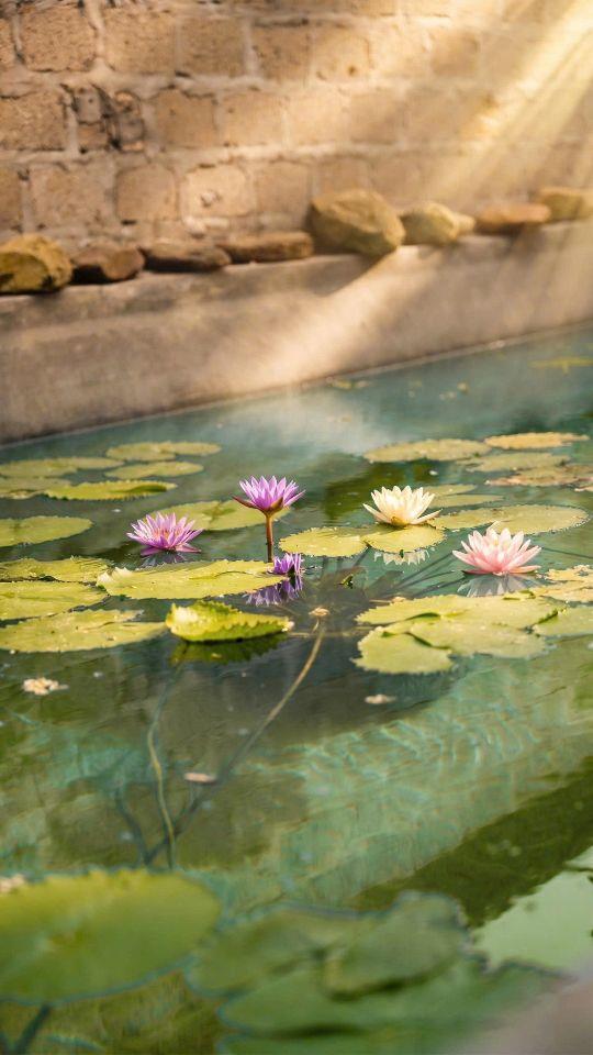 🌿 3.3 tỷ sở hữu ngay biệt thự nhà vườn 487m² FULL THỔ CƯ tại Lương Sơn