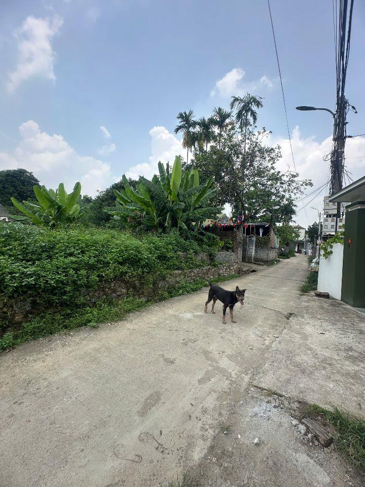 1.55 TỶ – 100M² FULL THỔ CƯ, ĐỒNG BÁI, THỊ TRẤN LƯƠNG SƠN, CÁCH QL6 CHỈ 600M  
