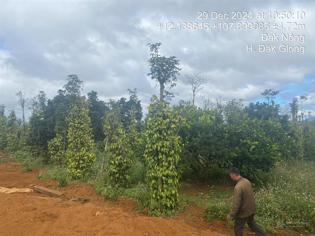 Bán rẫy chính chủ tại trung tâm quảng sơn