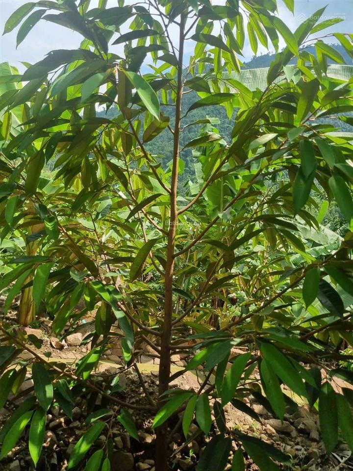 Không có người chăm sóc cần bán 6 hecta đất mặt tiền quốc lộ 26 tây ninh hoà