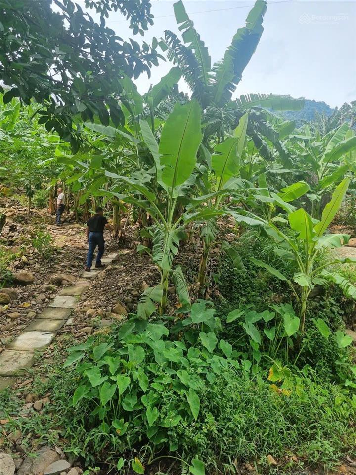 Không có người chăm sóc cần bán 6 hecta đất mặt tiền quốc lộ 26 tây ninh hoà