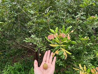 Đất vườn tphcm  1700m2 giá 710 triệu  bao sổ. tặng hàng rào  có suối lớn chảy quanh năm