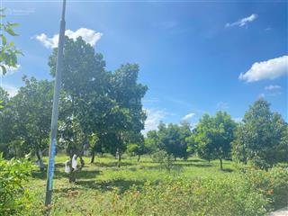 Đất vươn mít ngay trung tâm xã phước thành (14*77) giá bao sổ 620tr ,đươfng oto  đất vuông vức.