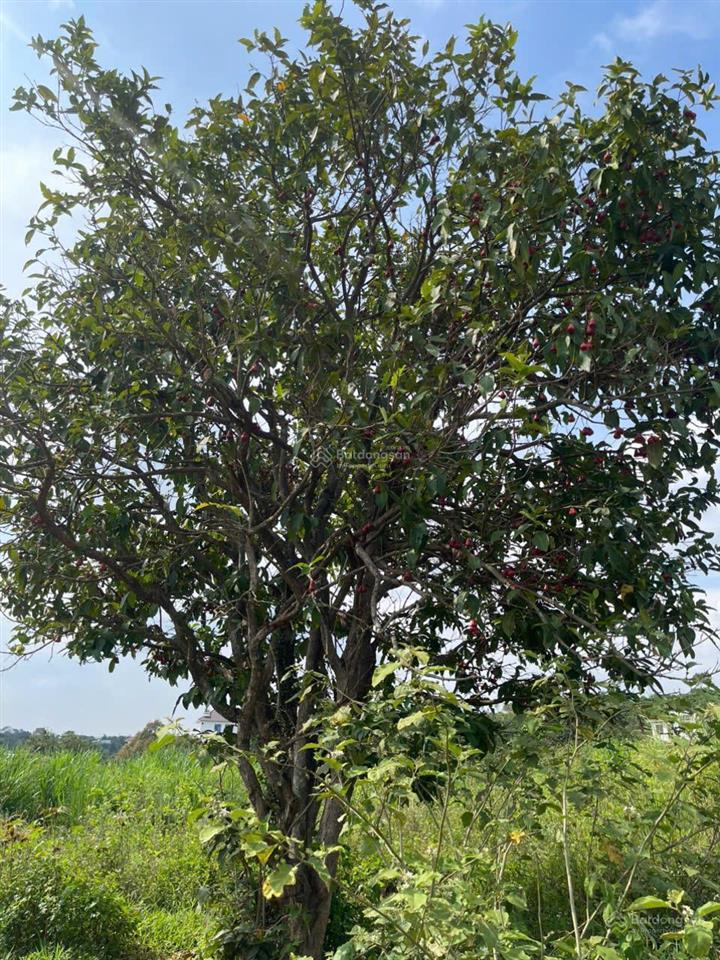 Bán gấp đất sẵn thổ, sẵn cây mận cho trái tốt, gần suối, giá rẻ chỉ 950tr