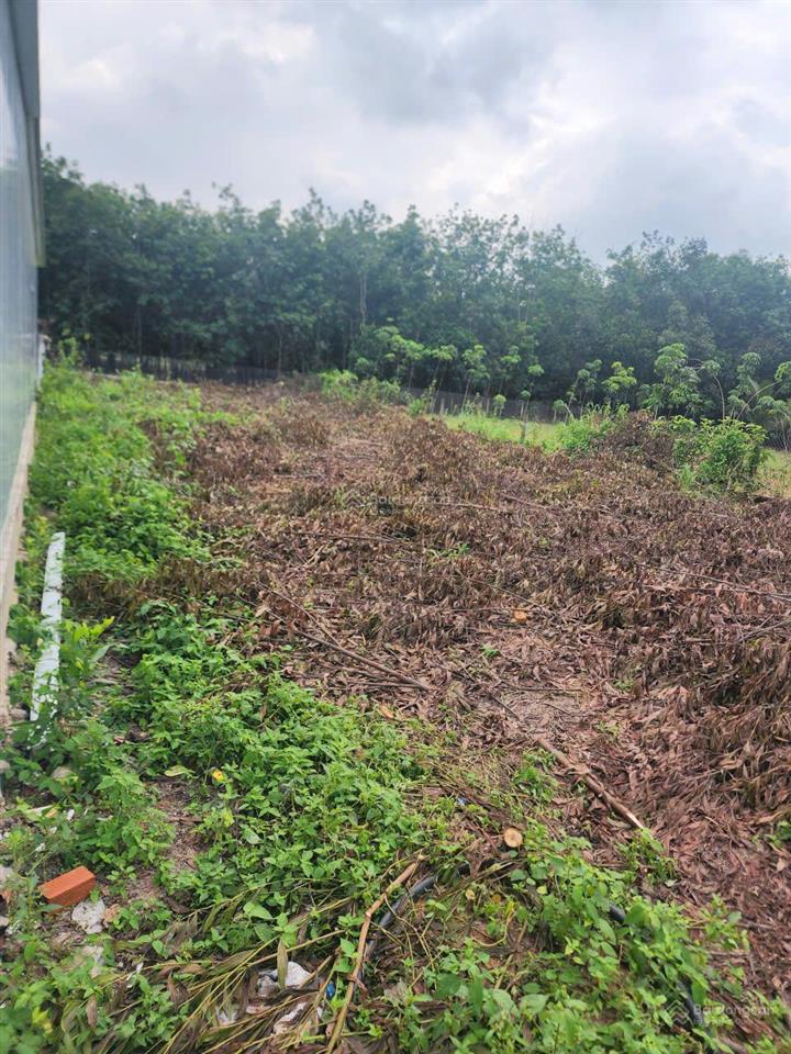 Bình dương cho thuê nhà mới xây kèm khu đất rộng 1.500m²