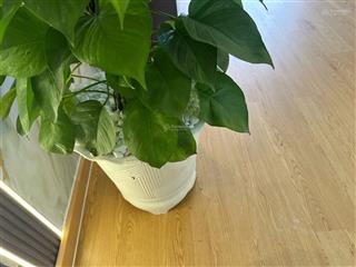 cho-thue-canary-ngay-sieu-thi-aeon-mall-visip-1-bds29914697