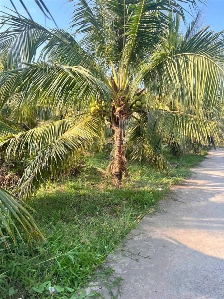 Kẹt tiền bán gấp hơn 1000m2 chỉ 700tr trước mua 980tr