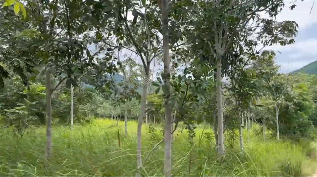 Bán đất xã tây ninh hòa (ninh tây) gần hồ suối trầu  dt 19.174m2. giá 14.9 tỷ