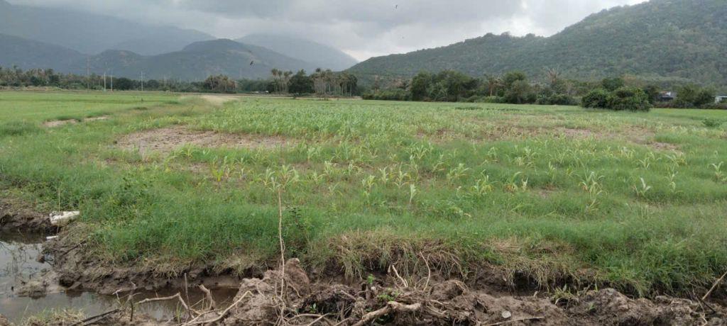 4270m2 đất lúa mặt tiền đường bê tông 4m ở Cam Thịnh Đông, Cam Ranh (phường Nam Cam Ranh)