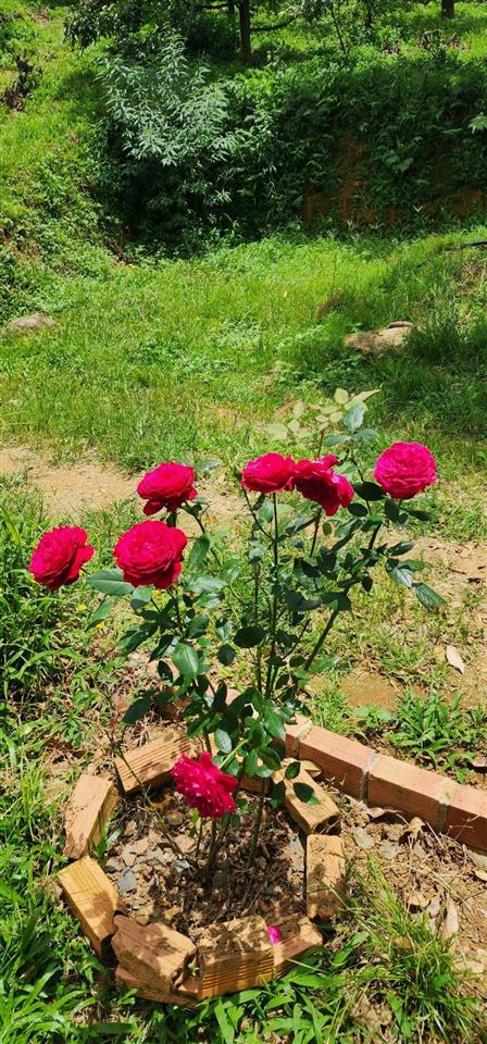 Cho thuê đất mặt tiền điện biên phủ gần công viên sinh đôi ngãi giao châu đức