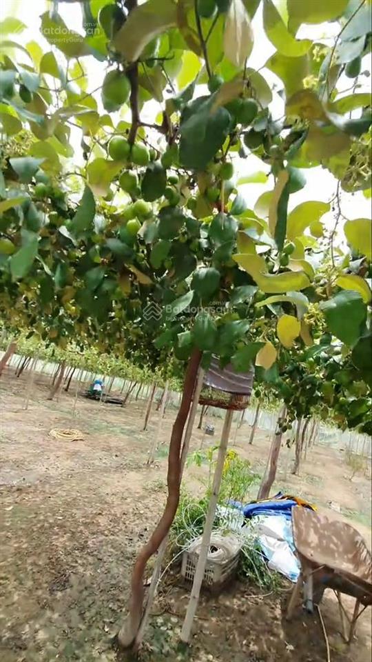 Đất trồng cln tại quốc lộ 1a, tuy phong, bình thuận, 14000m2