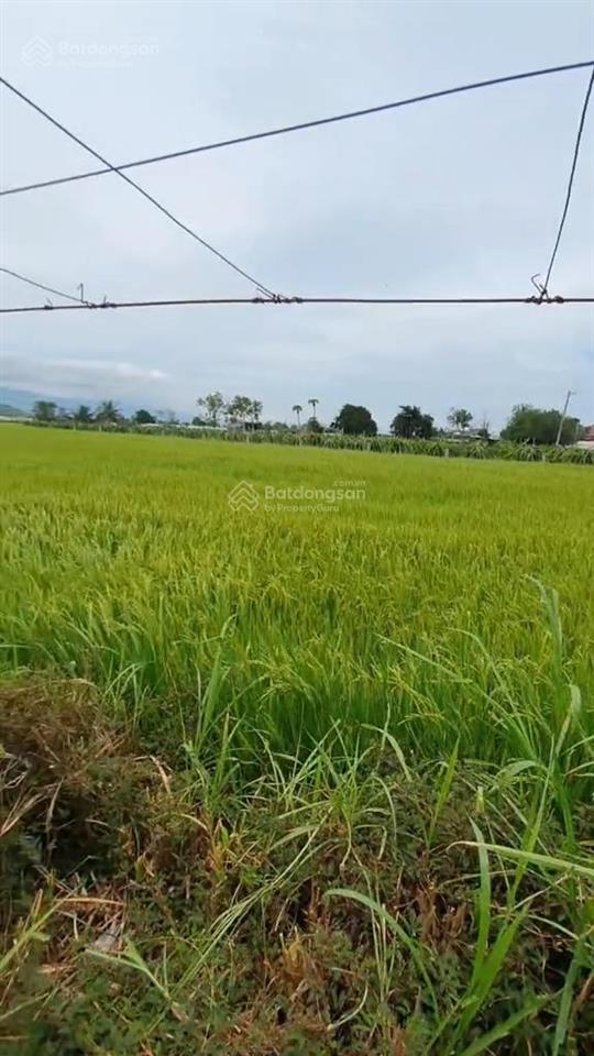 Đất trồng cln tại quốc lộ 1a, tuy phong, bình thuận, 14000m2