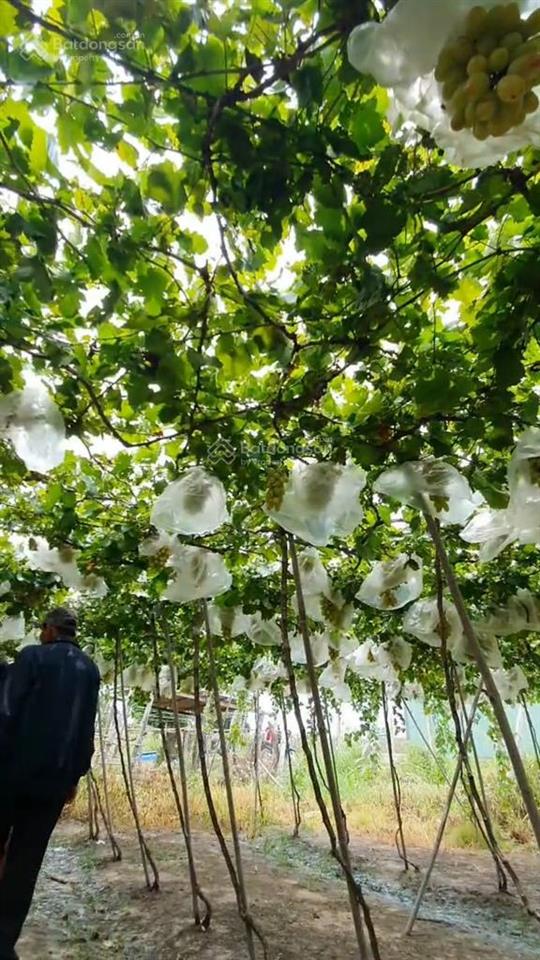 Đất trồng cln tại quốc lộ 1a, tuy phong, bình thuận, 14000m2