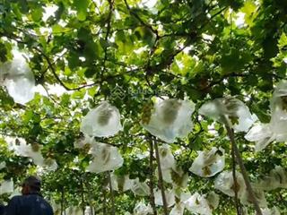 Đất trồng cln tại quốc lộ 1a, tuy phong, bình thuận, 14000m2