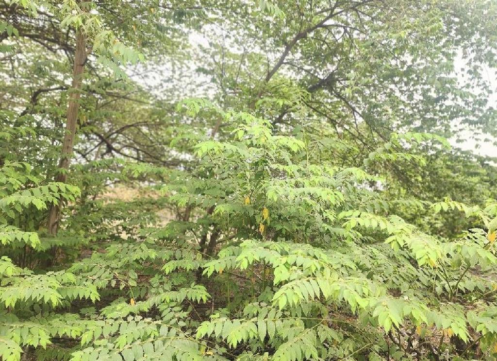 Bán đất xuân thới sơn, hóc môn 450m2, ngang 10m nở hậu 13.5m giá chỉ 6,8tỷ tl