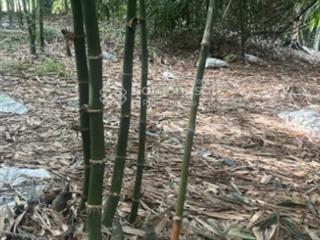 Bán đất 2732.5m² ngang 57,3m giá 1.1 tỷ xã hòa hiệp, xuyên mộc