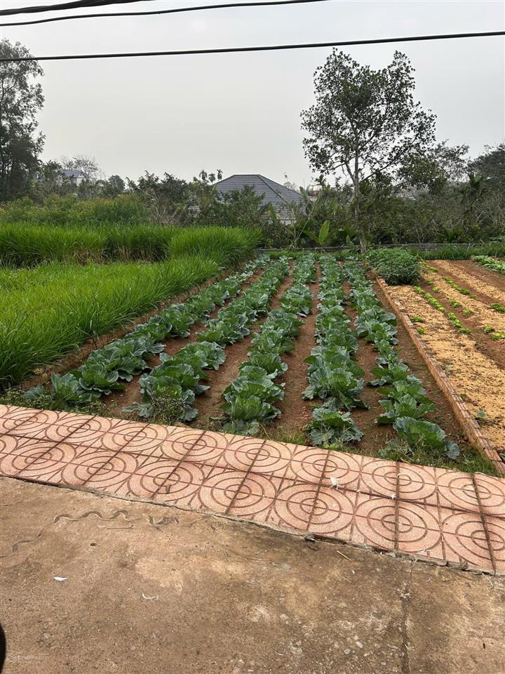 Chính chủ bán mảnh đất đẹp tại thị trấn nhã nambắc giang. đường 5m oto tránh127m chỉ 610tr