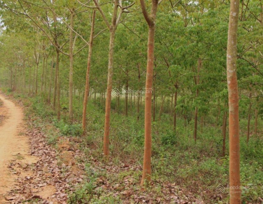 Chính chủ cần bán đất trồng cây lâu năm tại suối kè, xã tân hà, huyện đức linh, tỉnh bình thuận