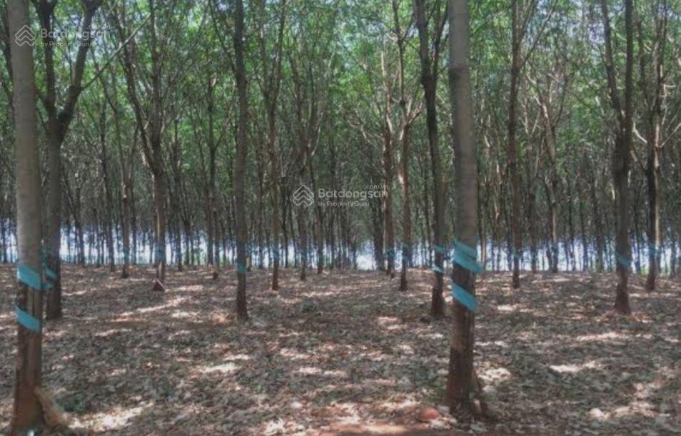 Chính chủ cần bán đất trồng cây lâu năm tại suối kè, xã tân hà, huyện đức linh, tỉnh bình thuận