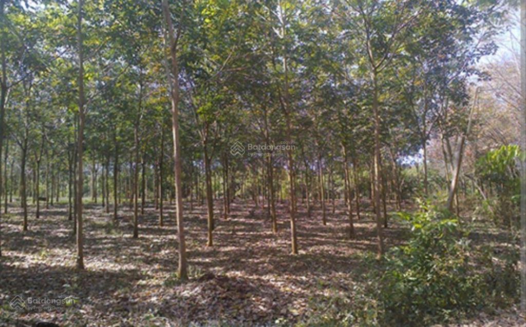 Chính chủ cần bán đất trồng cây lâu năm tại suối kè, xã tân hà, huyện đức linh, tỉnh bình thuận