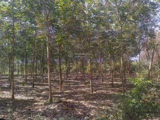 Chính chủ cần bán đất trồng cây lâu năm tại suối kè, xã tân hà, huyện đức linh, tỉnh bình thuận