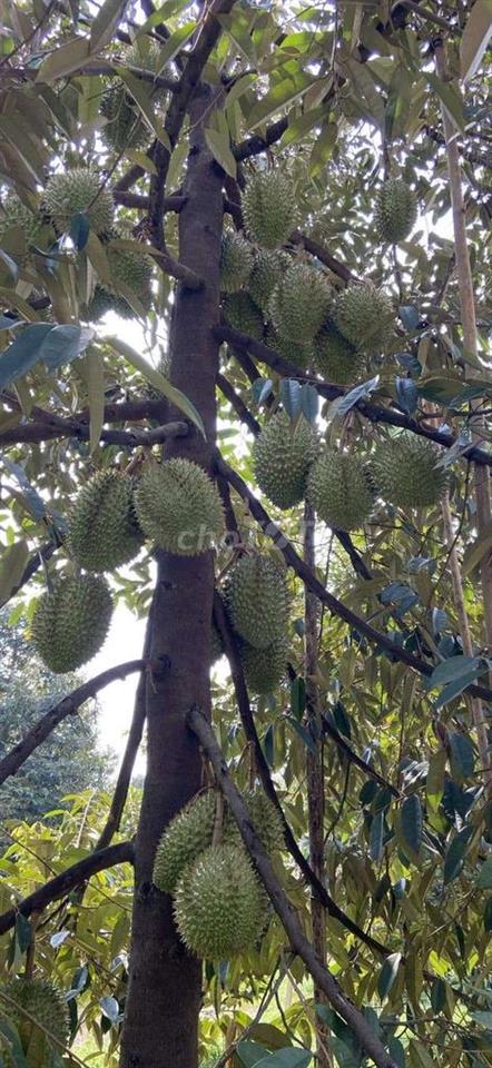 Bán đất vườn tân an - TDM, xây biệt thự, cây ăn trái quanh năm